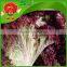 free of contamination hotbed red leaf lettuce