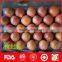 China red chief apple export to france