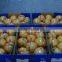 Sweet Honey Pomelo 12kg to Romania Market