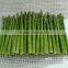 IQF green asparagus whole/pieces