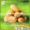2016 Cheap Price Fresh Holland Potato