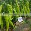 F1 Pepper For Growing New Golden Fortune 808