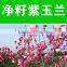 Purple Magnolia Seeds For Growing