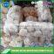 Fresh pure white garlic