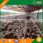 Popular ground flooring poultry broiler equipment for chicken houses