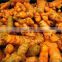 Vietnam Fresh Turmeric/Turmeric Rich Curcumin/Turmeric finger/organic turmeric powder