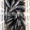 New HGT frozen bonito fish and Auxis thazard