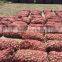 Jinxiang Garlic Normal White Fresh Garlic New Crop