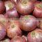 Red/Pink colour fresh onion