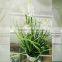 Onion Grass Artificial Mini Plant Bonsai Export from China