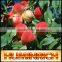 Relationship Between Root Growth And Fertilization Of Fruit Trees