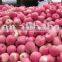 Red Color Fuji apple Fresh Style fruits fresh fuji apple fruit for sale Fuji apple exporter in China