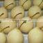 2015 Fresh ya pear with good quality for hot sale