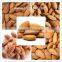 Roasted salted Apricot Kernels without shell for hot sale