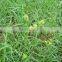 Nutgrass powder
