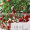 International Class Top Quality High Yield Chinese Vegetable Seeds Hybrid F1 Big Pink Tomato Seeds For Sale-Zhong Yan 1017
