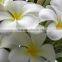 Natural plant Plumeria obtusa