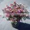 Loropetalum Seedling