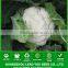 CF38 Mingzhu 100 days f1 hybrid later maturity white cauliflower seeds of vegetable seeds