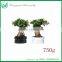 Ficus Ginseng Live Natural Plants