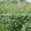 DEMNTHOLISED PEPPERMINT OIL,100% natural bulk peppermint essential oil prices