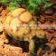 Nomo non-toxic super simulation cute hermann's tortoise model