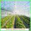 single-span large tunnel solar greenhouse for flower/vegetable growing