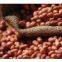 Red skin peanut kernels