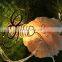 2020 New Solar 10L LED Iron Honeybee Strip Outdoor Garden Light For Spring Decoration From China