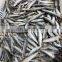 IQF whole sardine fish export for bait
