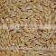 Best BARLEY from direct UKRAINE PRODUCER