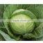 Fresh Cabbage