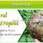 Crude Propolis