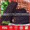 Top quality purple corn for export