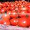 Fresh Tomato Exporter From China