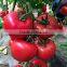 2016 Hybrid High yield disease-resistant Tomato seeds for growing- Tian Bao 338