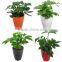 Evergreen Foliage Outdoor Landscaping Decorative Ornamental Plants Schefflera Octophylla (Lour.) Harms