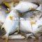 Best Price Frozen golden pomfret pompano