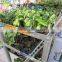 A37 Vegetable seedings plant trolley container