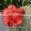 fragrant fresh flowers carnation fresh cut flowers for birthday from kunming