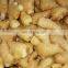 Siinocharm 2022 New Crop Hot Sale High Quality Fresh Whole Ginger