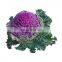 100% natural kale extract