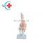 HC-S222 Natural Size Knee Joint Model/Knee Skeleton Model/Plastic Knee Anatomy Model