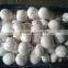 Best selling iqf frozen Mushroom with low price best quality