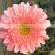 florist supplies crusanthemum fresh cut flowers hot selling in China