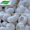 Chinese fresh garlic for sale in shandong