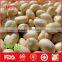 Chinese great quality of peanut kernel for sale