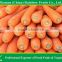 Organic carrot 316#