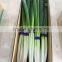 Fresh Green Onion Manufacture