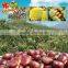 Hebei fresh chestnuts